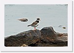 Tylli Common Ringed Plover * 1919 x 1298 * (1.69MB)